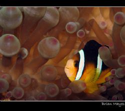 An familiar subject, but I like them, so that's my excuse... by Brian Mayes 